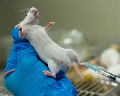 animal testing and its negative impacts article|why animal experimentation is cruel.